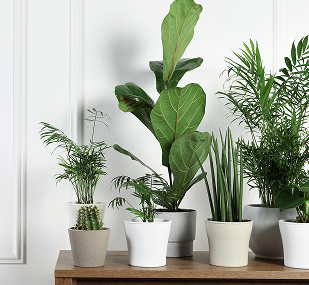Assortment of Artificial plants 